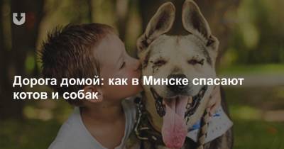 Дорога домой: как в Минске спасают котов и собак