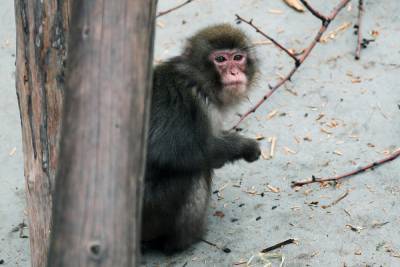 Мошенник обманул москвичку под предлогом продажи обезьяны