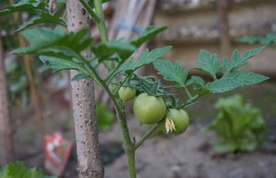 Как правильно подкармливать помидоры: простые способы