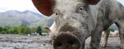 Второй за 2021 год очаг африканской чумы свиней зарегистрирован в Коми