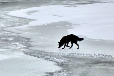 В Тверской области мужчина бросился в ледяную воду, чтобы спасти собаку