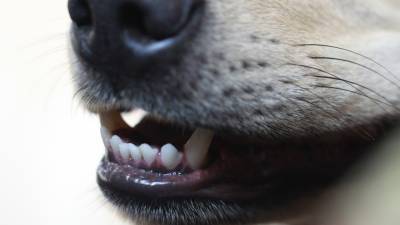Пенсионерку загрызла стая бродячих собак в Бурятии