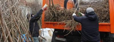 5 апреля округа Краснодара получат 4 тысячи саженцев деревьев