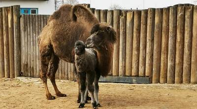 В Минском зоопарке родился верблюжонок