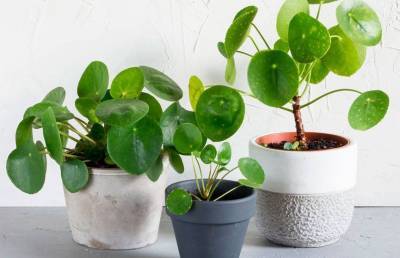 10 растений, которые принесут вам удачу и деньги! Срочно заведите у себя одно из них!