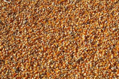 20 тонн семян кукурузы успешно пересекли границу в Псковской области