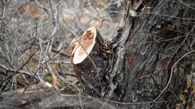 В парке Евпатории вырубили два десятка деревьев: возбуждено дело