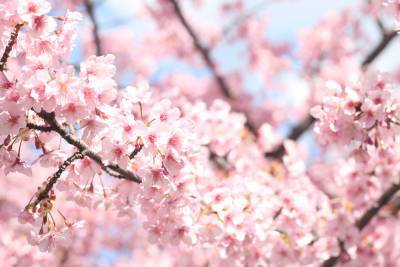 В Японии зафиксировали самое ранее цветение сакуры за 1200 лет