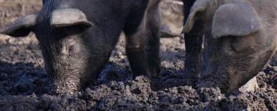 В магазины Ярославля поставили паштет, зараженный африканской чумой свиней