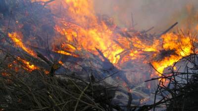 Крупный пожар вспыхнул на территории хабаровского нацпарка, где живут тигры