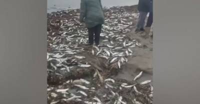 "Признак восстановления популяции": Раскрыты причины массового выброса сельди на берега Сахалина