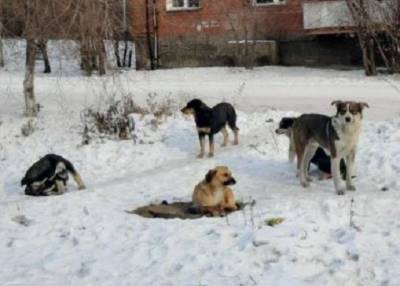 Собаки в Бурятии насмерть загрызли пенсионерку и напали на полицейского
