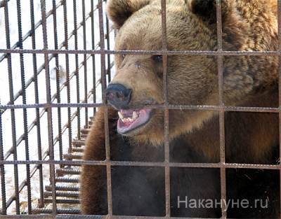 Родственники "мытищинского стрелка" отказываются от животных из "домашнего зоопарка" Барданова