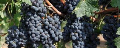 В Ставропольском крае в 2021 году заложат более 300 гектаров новых виноградников