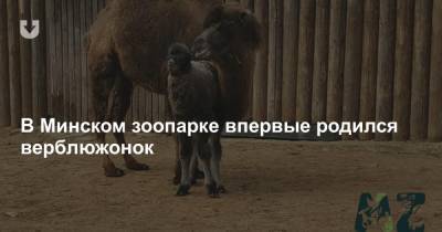 В Минском зоопарке впервые родился верблюжонок
