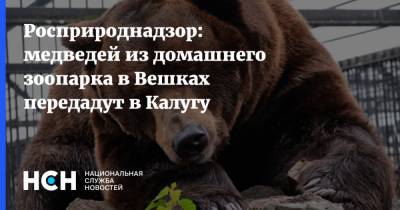 Росприроднадзор: медведей из домашнего зоопарка в Вешках передадут в Калугу
