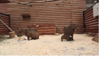 В Ленинградском зоопарке родился детеныш капибары