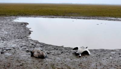 В "Аскания-Нова" нашли тела сотен краснокнижных птиц: животные гибнут в диких муках, фото