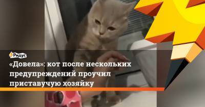 «Довела»: кот после нескольких предупреждений проучил приставучую хозяйку