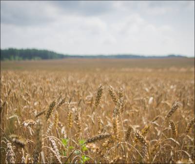 Глобальное потепление бьет по сельскому хозяйству. Волноваться ли белорусам?