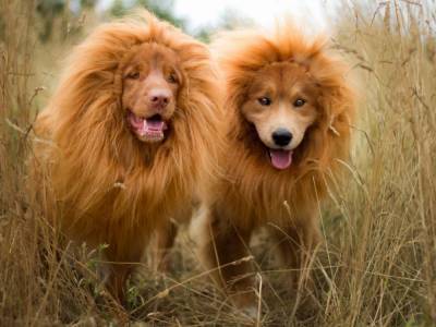 Курьезный обман: в китайском зоопарке вместо льва показывали собаку – видео
