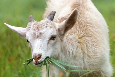В Ейском районе женщина украла стадо коз на 200 тысяч рублей