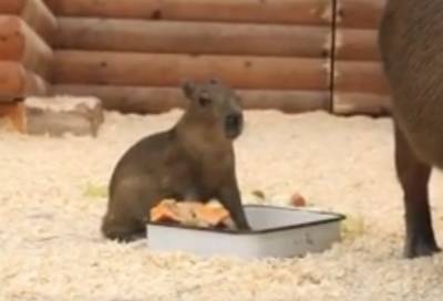 Видео: Ленинградском зоопарке родился маленький капибара