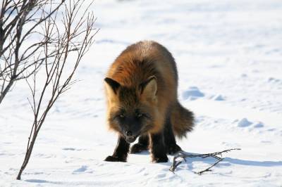Дикие животные за два месяца 2021 года укусили почти четыре десятка жителей Томской области