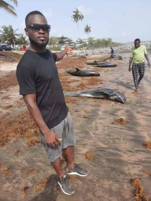 Около 60 дельфинов выбросились на берег в африканской Гане
