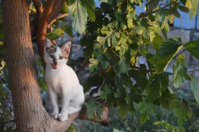 Что делать, если кот застрял на дереве