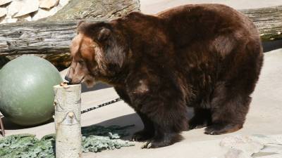 Москва онлайн покажет медведей после спячки