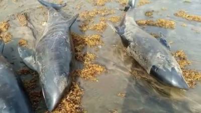 Десятки мертвых дельфинов выбросило на побережье Ганы
