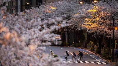 Японская сакура зацвела раньше из-за потепления климата