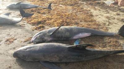 Более 60 мертвых дельфинов обнаружили на берегу на юге Ганы