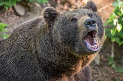 Два случая нападения медведей на людей зафиксировано в Нижегородской области в 2020 году