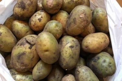 Россельхознадзор запретил ввоз зараженного картофеля из Египта