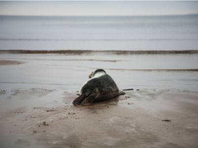 В Ленобласти объявлен поиск сбежавшего серого тюлененка (видео)