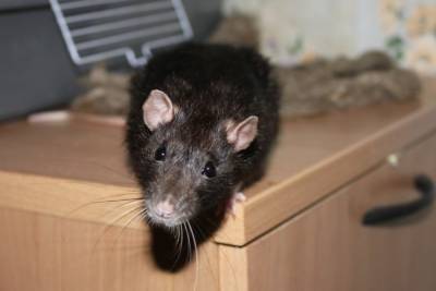 Жительница Ярославля отсудила 30 тысяч за крысу