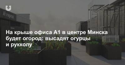 На крыше офиса А1 в центре Минска будет огород: высадят огурцы и рукколу