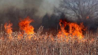 В Тверской области регистрируют первые случаи возгорания сухой травы этой весной
