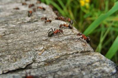 10 советов: как избавиться от муравьёв