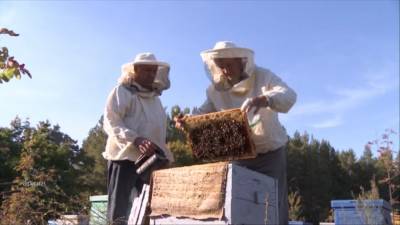 В Башкирии показали, как очищают пчелиный воск от антибиотиков