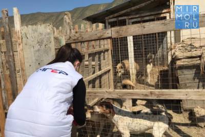 Молодогвардейцы Дагестана провели акции во Всемирный день бродячих животных