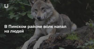В Пинском районе волк напал на людей