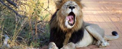 Львы помогли ученым выявить причину заразности зевоты