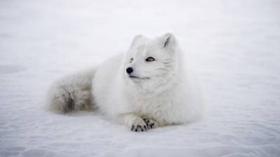 Песец подкрался незаметно: москвичей терроризируют полярные лисицы
