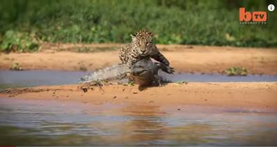 Не видео, а шок: ягуар в один момент разорвал крокодила