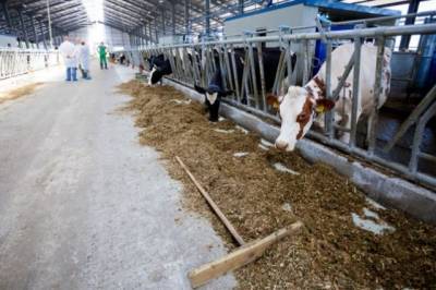 Фермеры Хабаровского края получат компенсацию за корм для скота