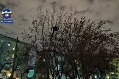 Спасатели сняли с высокого дерева неадекватного мужчину в Новосибирске