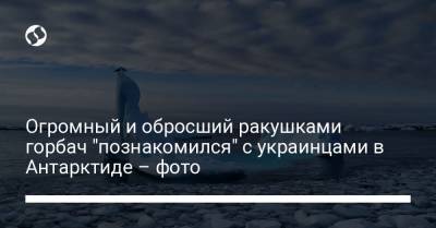 Огромный и обросший ракушками горбач "познакомился" с украинцами в Антарктиде – фото